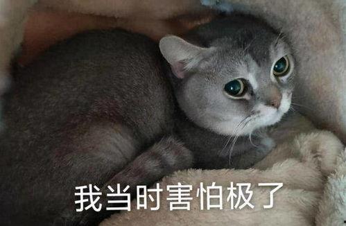 任丘职中吃瓜,一场“吃瓜”事件背后的校园生活
