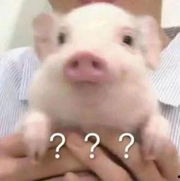 吃瓜猪素材