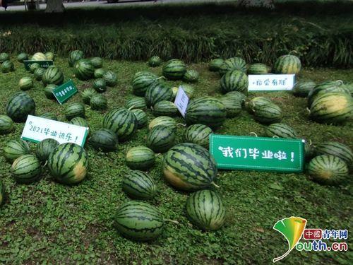 吃瓜网络流出,揭秘娱乐圈幕后真相