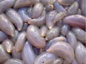 地瓜视频 吃瓜,揭秘吃瓜群众的快乐源泉