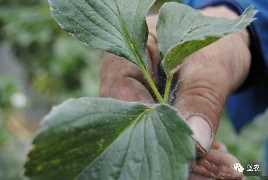 红蜘蛛吃瓜,一场生态平衡的奇妙演绎