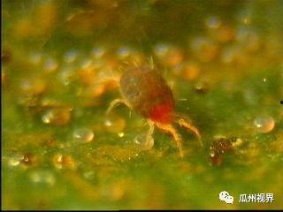 红蜘蛛吃瓜,一场生态平衡的奇妙演绎