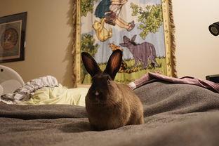 喜欢吃兔子的瓜,揭秘兔子爱好者们的独特口味