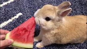 喜欢吃兔子的瓜,揭秘兔子爱好者们的独特口味