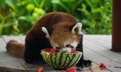 最会吃瓜的动物,揭秘动物界的“美食家”