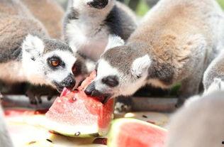 最会吃瓜的动物,揭秘动物界的“美食家”