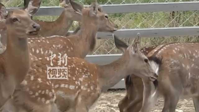 鹿鹿吃瓜社公众号,揭秘娱乐圈最新热点，带你领略明星幕后故事