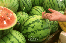 潮汕吃瓜了,一场别开生面的“吃瓜”之旅