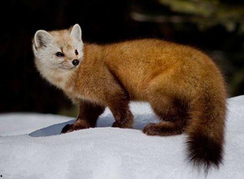 旗袍配貂 吃瓜,一场时尚与奢华的吃瓜盛宴