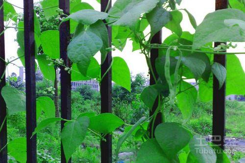 青藤选择吃瓜模式,揭秘吃瓜模式的绿色生活新风尚