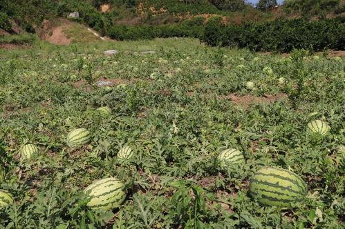 地头吃瓜了,品味乡村生活