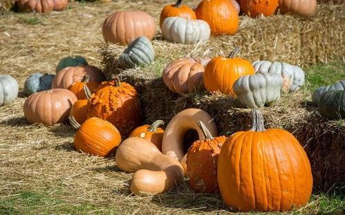 路障吃瓜,一场别开生面的“吃瓜”盛宴