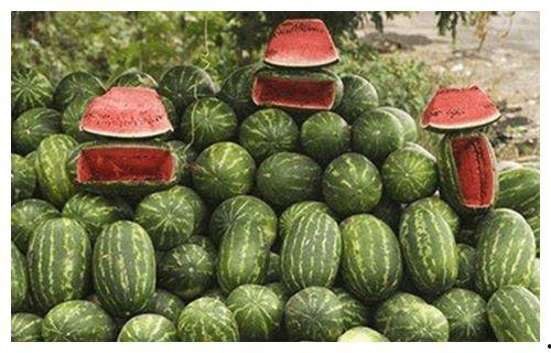 瓜农不敢吃瓜,揭秘背后的食品安全隐忧