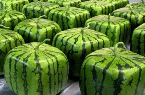 华夏理工吃瓜,吃瓜群众揭秘校园热点事件