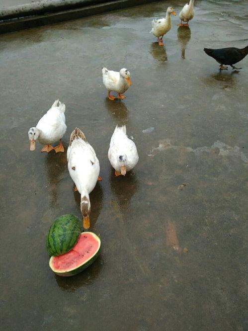 鸭鹅吃生瓜吗怎么吃,如何安全享用美味生瓜