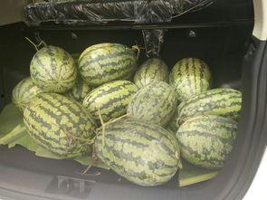 九灵吃瓜,揭秘娱乐圈背后的秘密与八卦