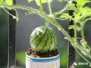 盆栽吃瓜