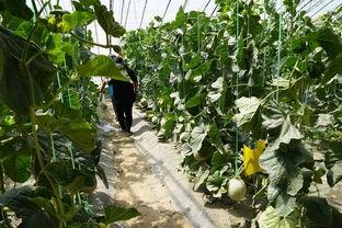 农田吃瓜写真视频,农田吃瓜写真视频中的田园诗意