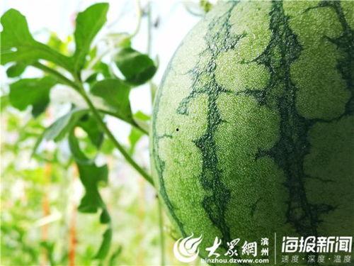 农田吃瓜写真视频,农田吃瓜写真视频中的田园诗意