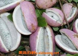 吃八月瓜雪莲果,夏日消暑养生美食之旅”