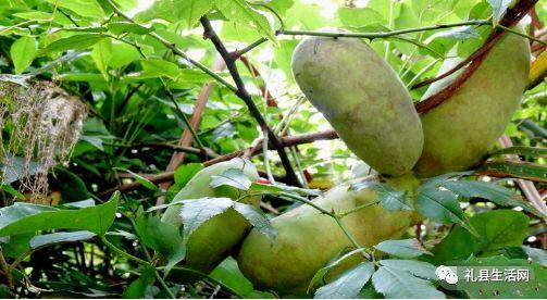 吃八月瓜雪莲果,夏日消暑养生美食之旅”