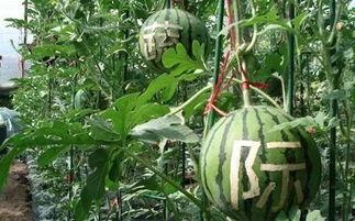 等雨吃瓜,等雨吃瓜的悠闲时光