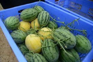 瓜吃没,探寻夏日消暑美食之旅