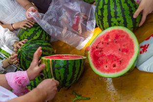 早上吃瓜的视频,揭秘早餐吃瓜的奇妙体验