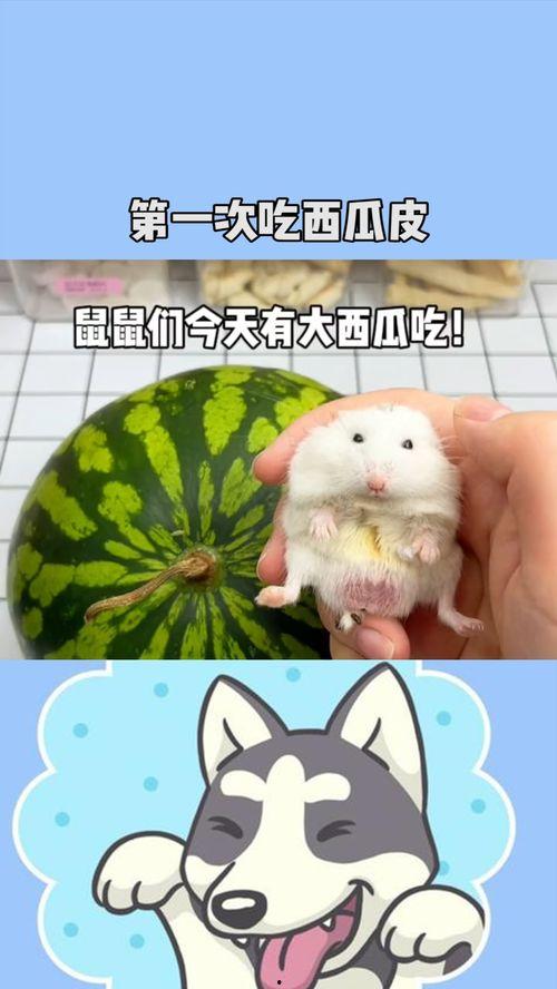 鼠圈吃瓜,吃瓜群众揭秘动物界的神秘故事