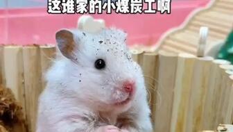 鼠圈吃瓜,吃瓜群众揭秘动物界的神秘故事