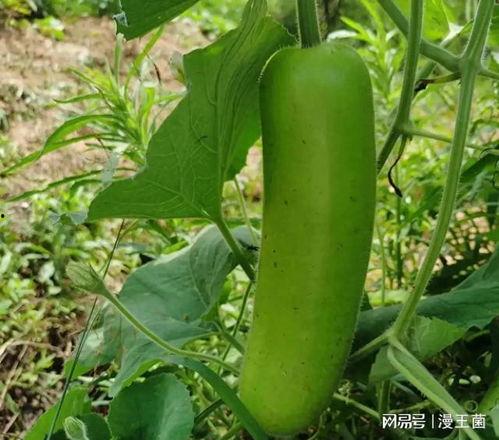 吃瓜吃瓜我们爱吃瓜