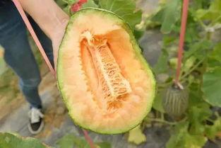 吃瓜吃瓜我们爱吃瓜