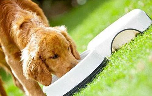 吃瓜妙妙屋的狗,揭秘狗狗的趣味生活