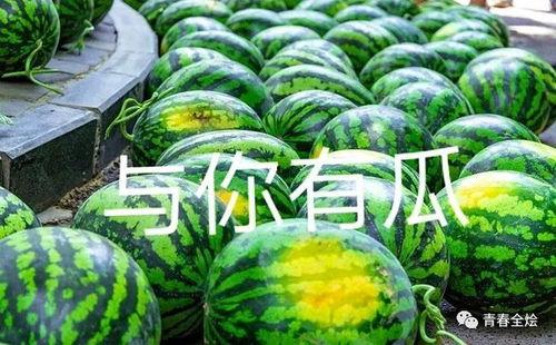 大学吃瓜实拍,揭秘大学里的那些“吃瓜”瞬间