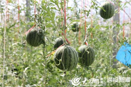 亚联吃瓜视频,揭秘娱乐圈幕后故事