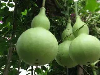 吃葫芦瓜对身体有,养生佳品，健康生活必备