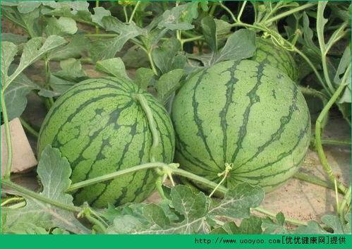 吃瓜有什么成分可以吃,你不知道的美食奥秘