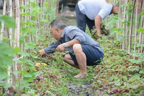 济宁北湖 吃瓜,夏日“吃瓜”盛地，休闲时光新去处