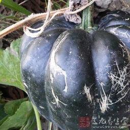 空腹吃方瓜,营养美味两不误的健康饮食新选择