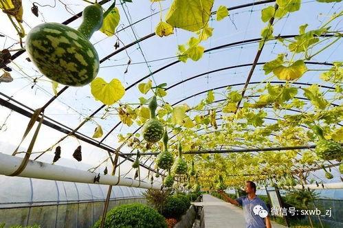 绍兴最近吃瓜,揭秘幕后真相