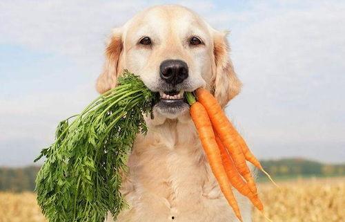 小孩吃瓜狗吃虫好吗图片,小孩吃瓜狗吃虫的美好画面