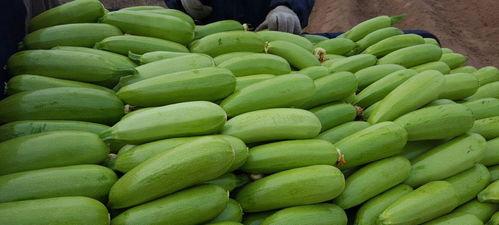 吃茭瓜补什么,吃出健康，补益全身