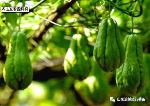 吃甘肃栏瓜对身体,甘肃栏瓜的营养益处与身体健康的完美融合