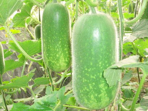 吃瓜绿屏,网络热词背后的文化现象