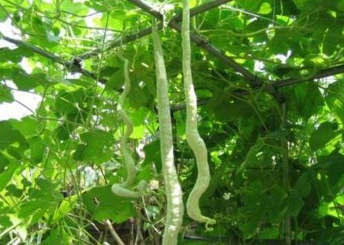 蛇瓜不怎么吃,鲜为人知的独特美食探索