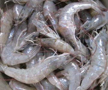 吃瓜不可以吃虾,虾瓜搭配，小心过敏风险