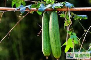 秋季吃瓜拉肚子,瓜果美味背后的健康隐患