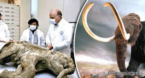 尸体吃瓜,揭秘奇案背后的惊人真相