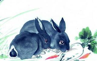 吃瓜直播老虎兔子,老虎兔子同台“吃瓜”引发网友热议