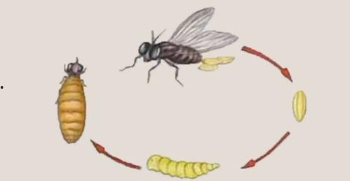 做梦吃瓜吃出来活虫子,吃瓜吃出活虫子的恐怖体验